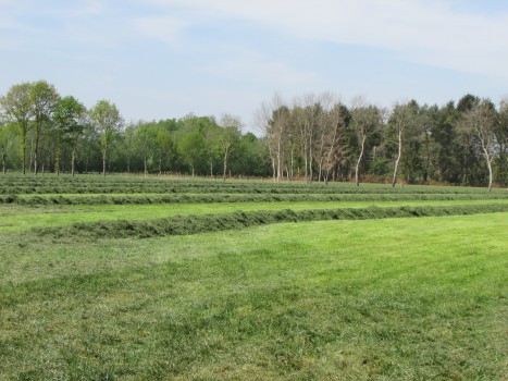 Gras harken tot 15 meter 1 werkgang.