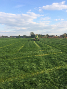 Gras maaien met krone Big M eventueel op zwad