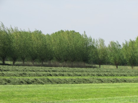 Gras harken tot 15 meter 1 werkgang.